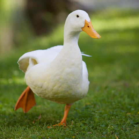 Duck