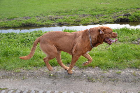 The Running Dog