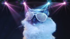 Disco Cat